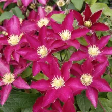 Clematis montana 'Van Gogh'