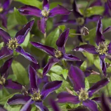 Clematis Noora PBR