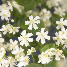 Clematis 'Paul Farges'