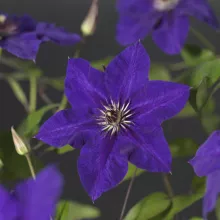 Clematis 'The President'