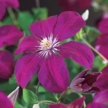 Clematis 'Rouge Cardinal'