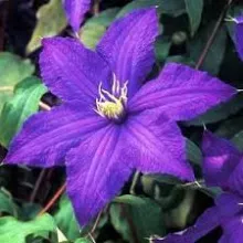 Clematis 'Rhapsody'