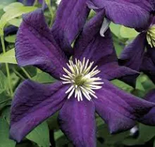 Clematis 'Romantika'