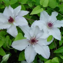 Clematis 'Snow Queen'