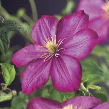 Clematis 'Ville de Lyon'