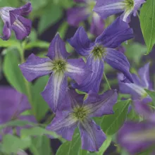 Clematis Viticella