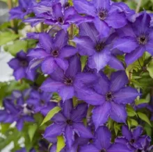 Clematis 'Viva La Vida' PBR