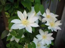 Clematis 'Wada's Primrose'