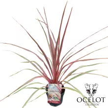 Cordyline aus. 'Can-Can'