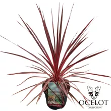 Cordyline aus. 'Charlie Boy'