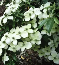 Cornus angustata 'Empress of China'®