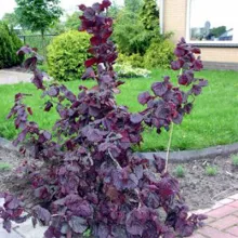 Corylus avellana 'Fertile de Nottingham' HAZELNOOT