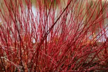 Cornus alba