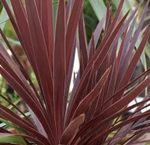 Cordyline aus. 'Red Star'