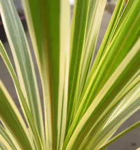 Cordyline aus. 'Torbay Dazzler'
