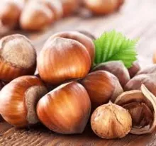 Corylus avellana 'Twister'