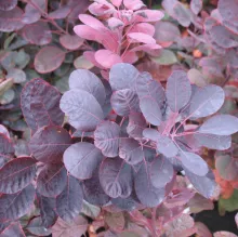 Cotinus cogg. 'Royal Purple'