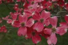 Cornus florida 'Cherokee Chief'