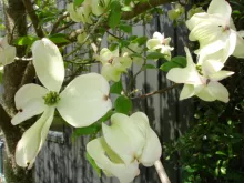 Cornus florida 'Cherokee Princess'