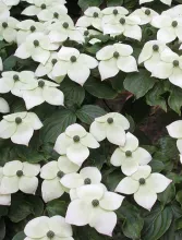 Cornus kousa