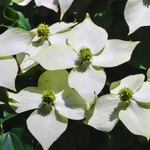 Cornus kousa 'Red Whirlwind'