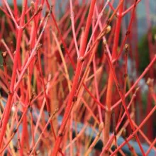 Cornus sanguinea