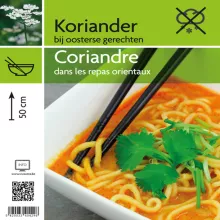 KORIANDER Coriandrum sativum