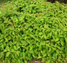 Cornus ser. 'Kelsey's Dwarf' (=Kelseyi)