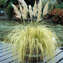 Cortaderia sell. 'Mini Goldpampas'