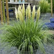 Cortaderia sell. 'Mini Pampas'