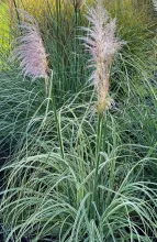 Cortaderia sell. 'Pink Phantom'