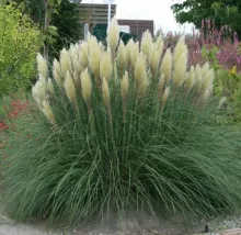 Cortaderia sell. 'Pumila'