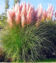 Cortaderia sell. 'Rosea'