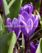 Crocus 'Flower Record'