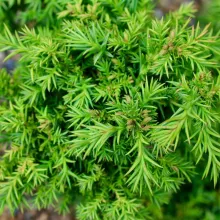 Cryptomeria jap. 'Bandai'