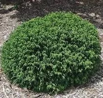 Cryptomeria jap. 'Nana'
