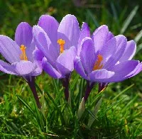 Crocus