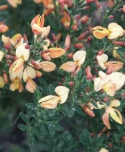 Cytisus 'Apricot Gem'