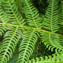Cyathea Cooperi 