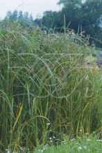 Cyperus longus