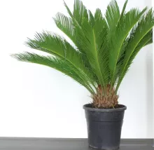 Cycas revoluta