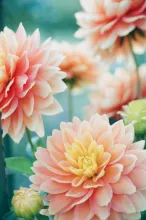 Dahlia (in soorten)