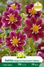 Dahlia Mignon Impression Fabula