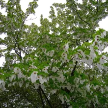 Davidia involucrata vilmoriniana