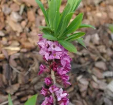 Daphne mezereum 'Rubra'