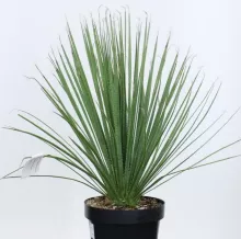 Dasylirion serratifolium