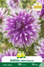 Dahlia cactus Table Dancer