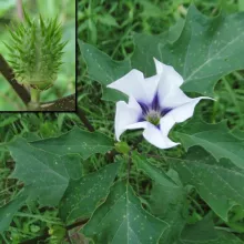 Datura