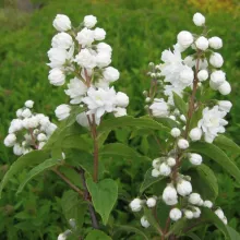 Deutzia magnifica