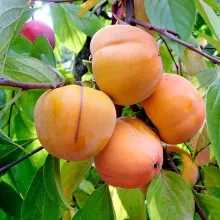 (Diospyros) kaki 'VANIGLIA'